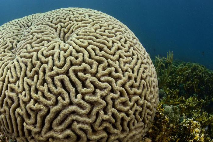 Watch Dr. P Squeeze A 'Brain' Blackhead