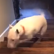 Dog Flies Down Flight Of Stairs On TikTok