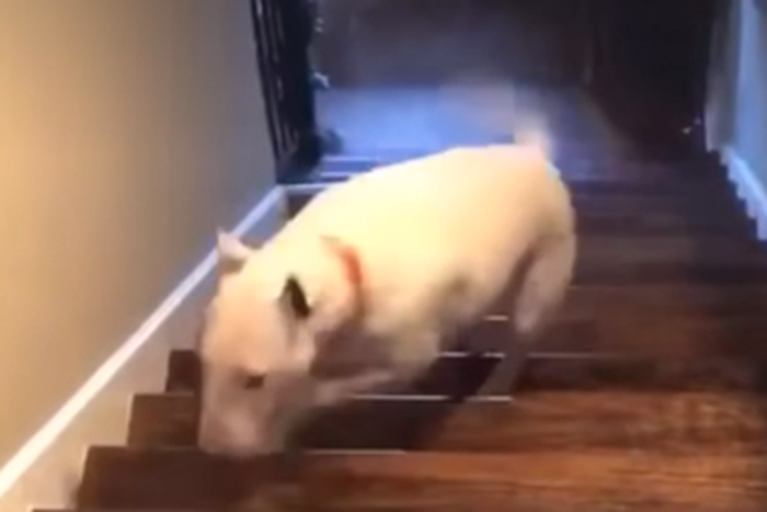 Dog Flies Down Flight Of Stairs On TikTok