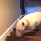 Dog Flies Down Flight Of Stairs On TikTok