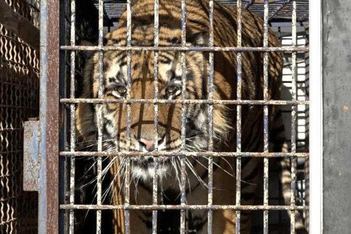 The nine tigers that survived the journey were taken in by two Polish zoos last week