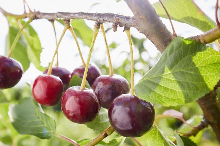 Dr. Pimple Popper Squeezes 'Cherry' Forehead Cyst