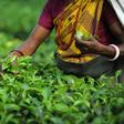 The Geneva Act covers a wide array of products that are closely linked to their place of origin, like Darjeeling tea, being picked here in June 2011
