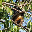 Bats Play Key Pollinating Role for Durians
