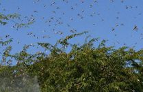 Locusts feared to have invaded parts of Meru county