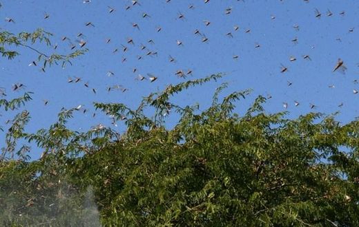 UN gives Ksh1 billion for aerial spraying of locusts