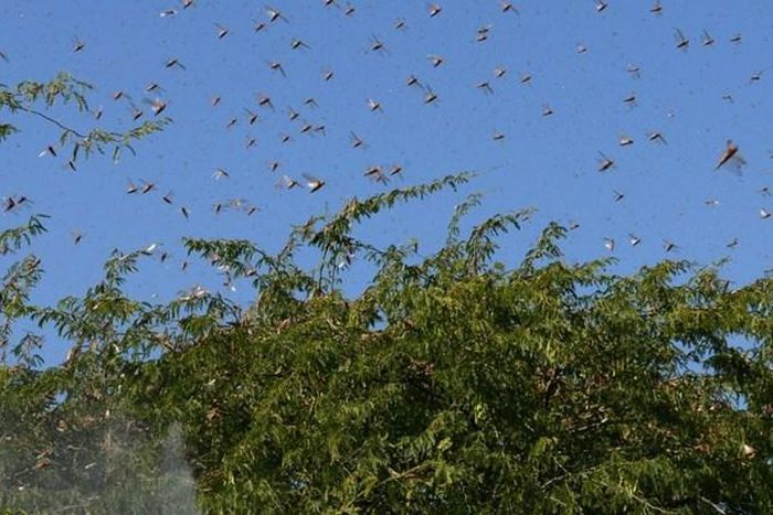 UN gives Ksh1 billion for aerial spraying of locusts
