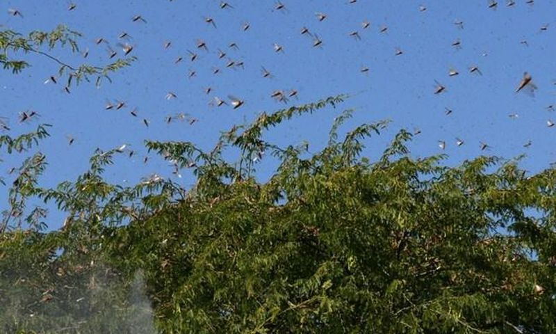 UN gives Ksh1 billion for aerial spraying of locusts