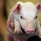 The painful procedure has become increasingly controversial in Europe and has been banned in Sweden, Norway and Switzerland