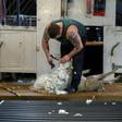 An employee shears a sheep at a ranch on the Falkland Islands, where tourism it has become a source of secondary employment for many inhabitants