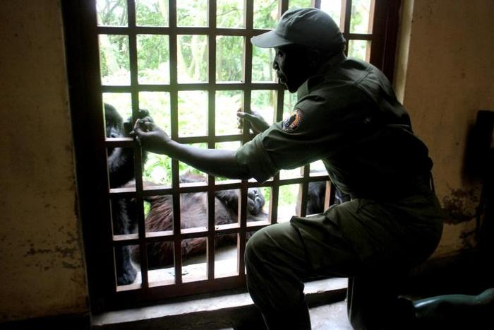 Virunga is home to a world-famous population of mountain gorillas