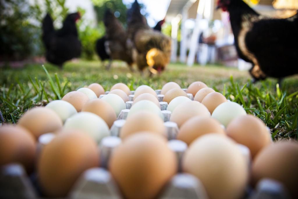 Chickens Eating in Background of Multi Colored Eggs