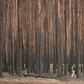 The fires have claimed 28 lives, scorched massive tracts of pristine forests and destroyed thousands of homes