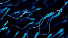 ___7833300___2018___1___11___17___Sperms+Fatherly