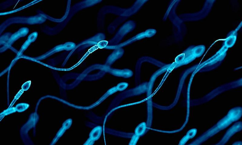 ___7833300___2018___1___11___17___Sperms+Fatherly