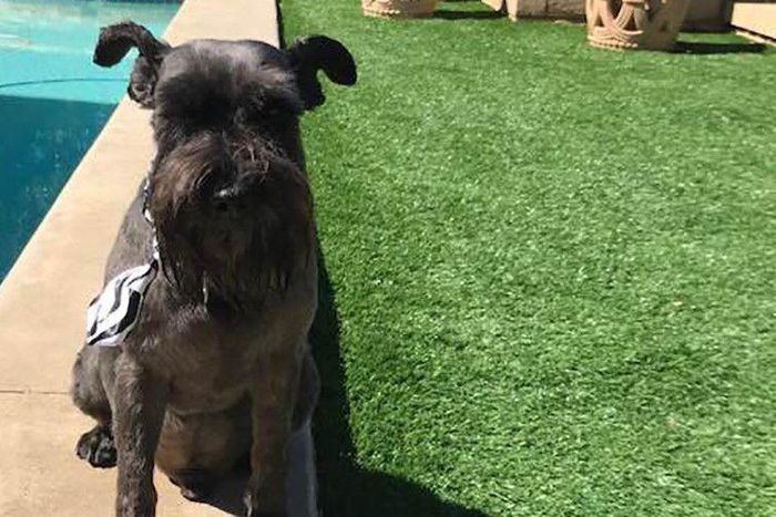 Woman Punches Mountain Lion Attacking Her Dog