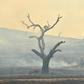 The devastating fires have raged since September, burning more than 10 million hectares (25 million acres) and killing 33 people