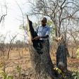 Forestry officer Best Muchenje inspects a mopani tree which loggers felled to provide fuel