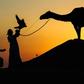 An Emirati falconer releases a falcon while on a hunting trip by Al-Marzoom Hunting Association at Al-Marzoom Falconry Reserve
