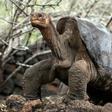 Lonely George, the last giant tortoise of the Pinta species, is seen at Galapagos National Park on Santa Cruz Island in June 2006