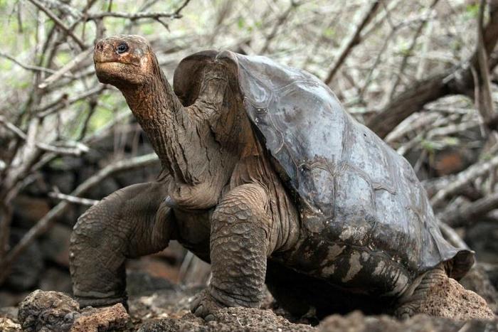 Lonely George, the last giant tortoise of the Pinta species, is seen at Galapagos National Park on Santa Cruz Island in June 2006