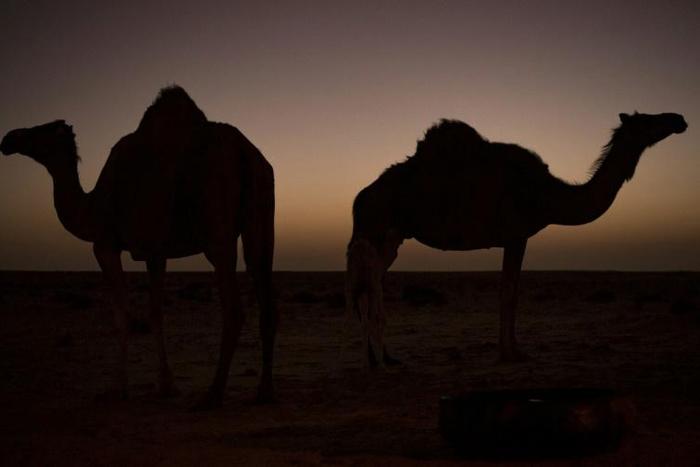Camels were first introduced to Australia in the 1840s to aid in the exploration of the continent's vast interior, with up to 20,000 imported from India in the six decades that followed