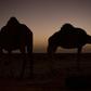 Camels were first introduced to Australia in the 1840s to aid in the exploration of the continent's vast interior, with up to 20,000 imported from India in the six decades that followed