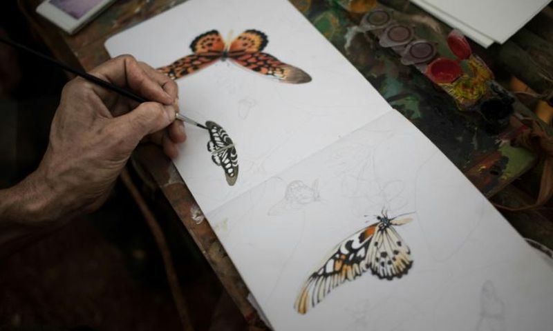 Brush strokes: The expedition's draftsman draws an African giant swallowtail and other species