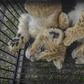 Two lion cubs were rescued by police from illegal wildlife traffickers in Pekanbaru in Indonesia's Riau province