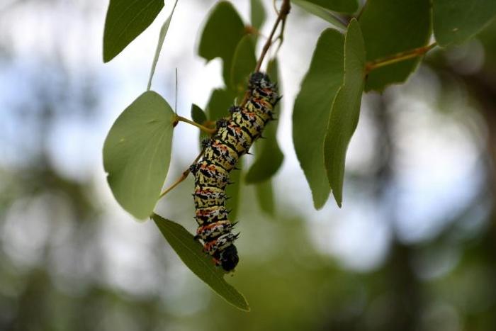 A historic drought has led to a shortage of edible mopane caterpillars in Botswana