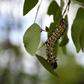 A historic drought has led to a shortage of edible mopane caterpillars in Botswana