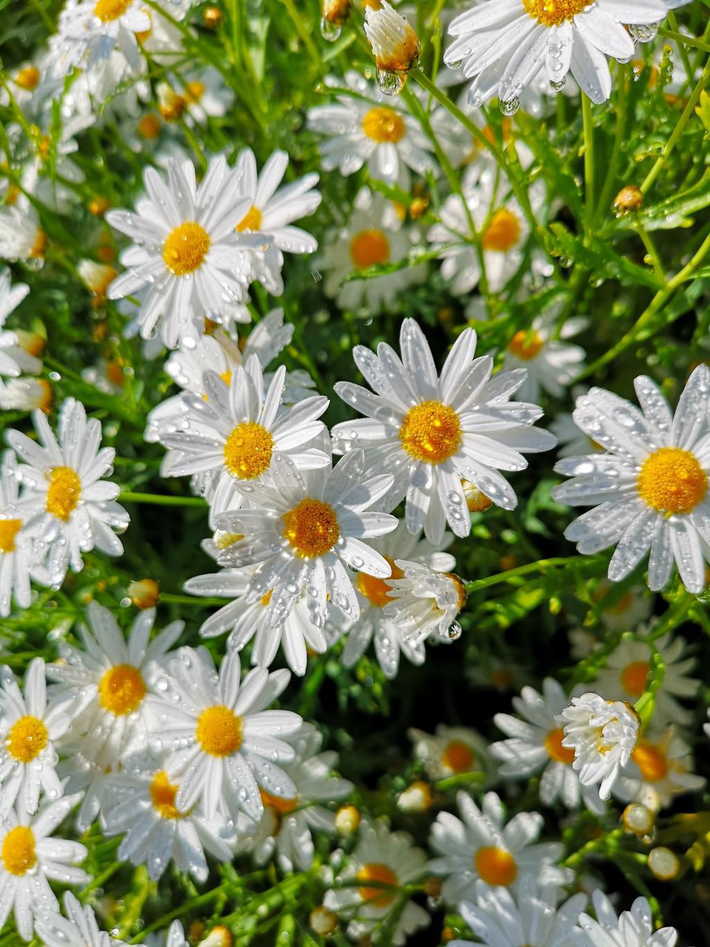 The 10 Best Edible Flowers To Decorate Your Food, According To A Nutritionist
