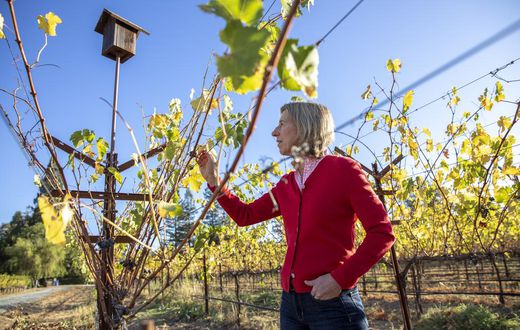 How Napa Winemakers Are Confronting Climate Change