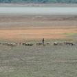 A shepherd and their livestock walk across a dried out reservoir on the outskirts of Chennai in June 2019. The drought-hit city saw only a fraction of the rain it usually receives during June and July