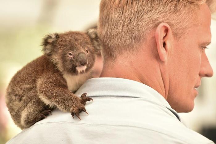 An orphaned baby koala clings to the shoulder of a vet at a makeshift field hospital at the Kangaroo Island Wildlife Park