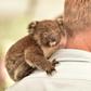 An orphaned baby koala clings to the shoulder of a vet at a makeshift field hospital at the Kangaroo Island Wildlife Park