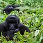 Thanks to conservation efforts and anti-poaching patrols, the population of mountain gorillas has grown to more than 1,000
