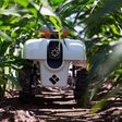 A Growing Presence on the Farm: Robots