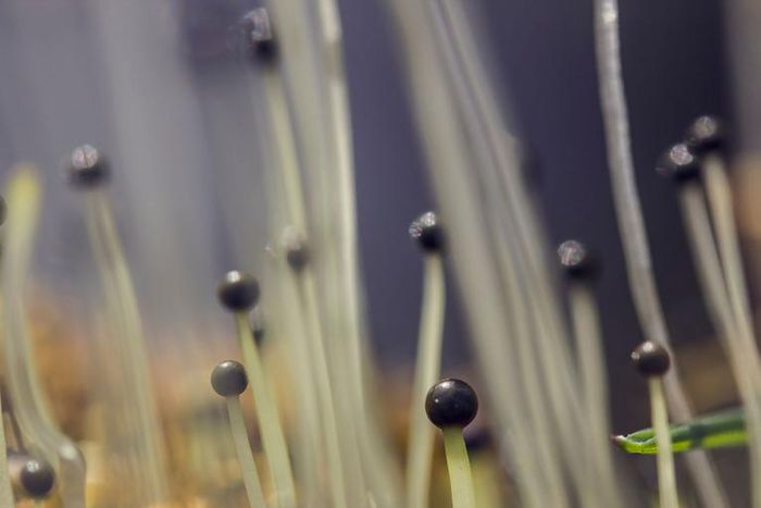 Dr. Pimple Popper Pops Ten Blackheads in Seconds