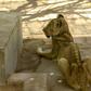 For weeks now, five lions held at Khartoum's Al-Qureshi Park in an upscale district of the capital have been suffering from shortages of food and medicine