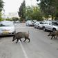 Dozens of wild boars have taken up residence in northern Israel's coastal city of Haifa since the city banned culling them