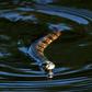 One resident said he saw around 25 Florida water snakes gather at a park in Lakeland, southwest of Orlando