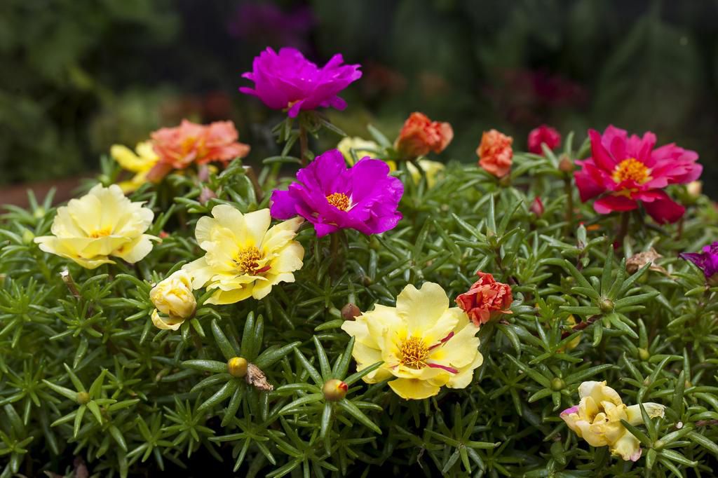 The 10 Best Edible Flowers To Decorate Your Food, According To A Nutritionist