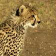 The cheetah is considered vulnerable under the IUCN Red List of Threatened Species