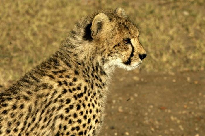 The cheetah is considered vulnerable under the IUCN Red List of Threatened Species