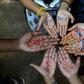 The brutal 2012 gang rape of a Delhi student galvanised protests against rampant sex crimes in India
