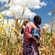 Zimbabwe is in the throes of a drought that has created havoc amid sky-high inflation