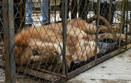 Twenty-year-old lion Jupiter does not have the strength to stand up after almost two years of being kept in dreadful conditions
