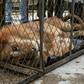 Twenty-year-old lion Jupiter does not have the strength to stand up after almost two years of being kept in dreadful conditions