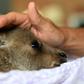A rescued kangaroo receives treatment after being saved from the fires on the outskirts of Sydney